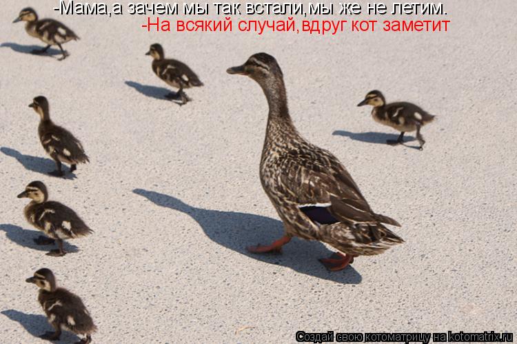 Котоматрица: -Мама,а зачем мы так встали,мы же не летим. -На всякий случай,вдруг кот заметит