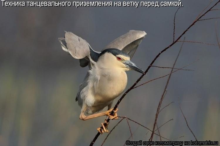 Котоматрица: Техника танцевального приземления на ветку перед самкой.