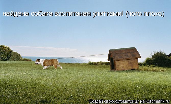 Котоматрица: найдена собака воспитаная улитками! (чото плохо)