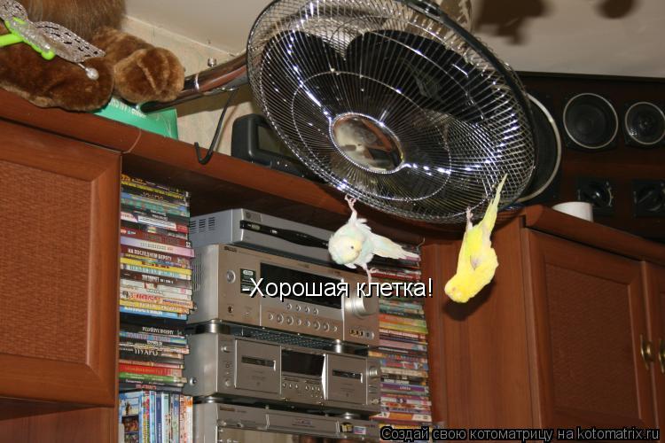 Котоматрица: -Хорошая клетка!