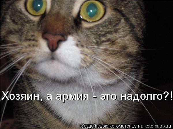 Котоматрица: Хозяин, а армия - это надолго?!