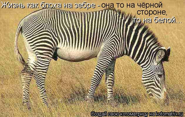 Котоматрица: Жизнь как блоха на зебре - она то на чёрной  стороне, то на белой...