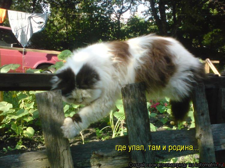 Котоматрица: где упал, там и родина...