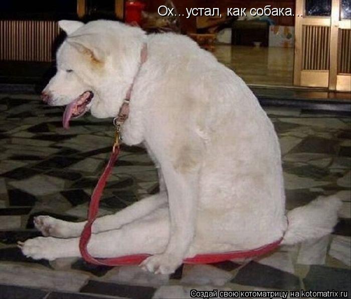 Котоматрица: Ох...устал, как собака...