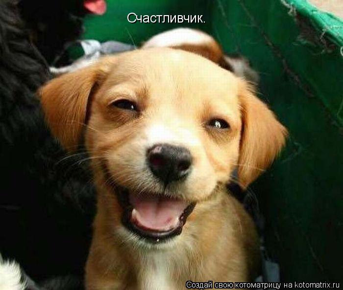 Котоматрица: Счастливчик.