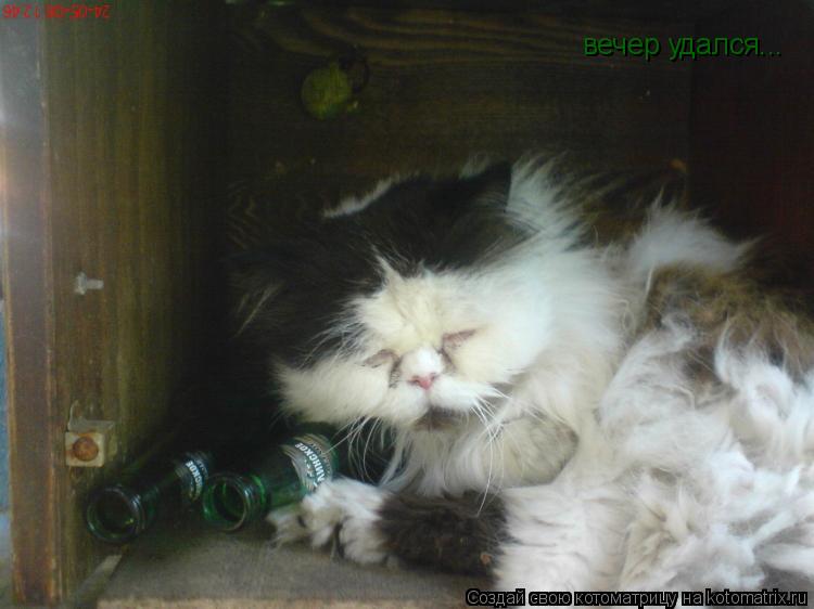 Котоматрица: вечер удался...