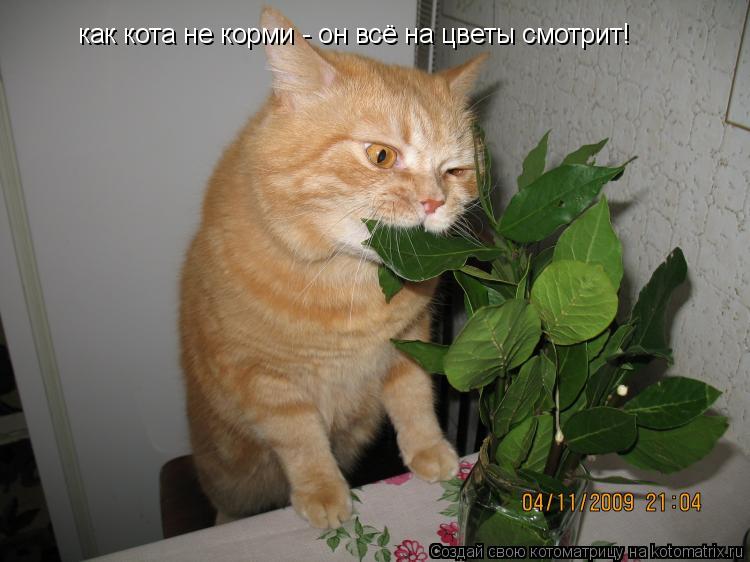 Котоматрица: как кота не корми - он всё на цветы смотрит!
