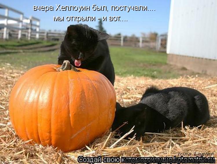 Котоматрица: вчера Хеллоуин был, постучали.... вчера Хеллоуин был, постучали.... мы открыли - и вот....