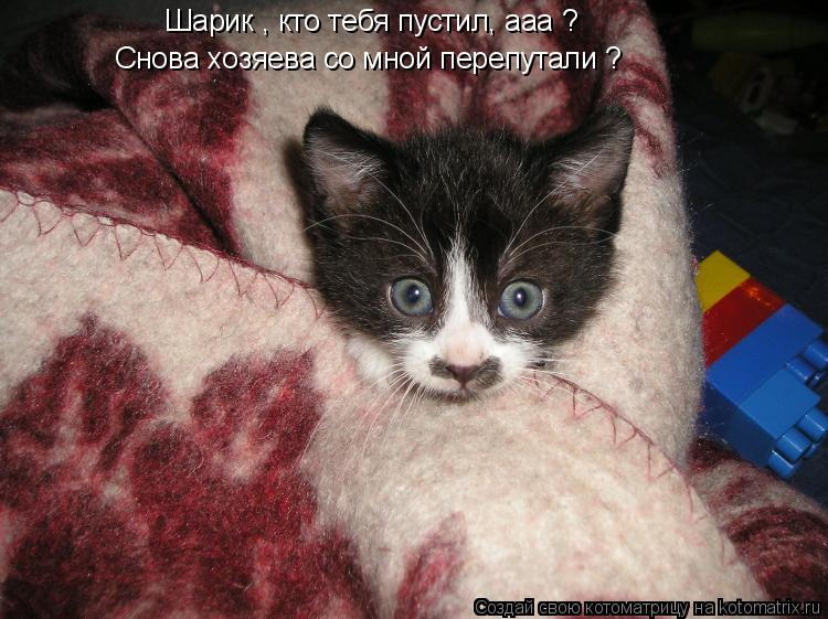 Котоматрица: Шарик , кто тебя пустил, ааа ? Снова хозяева со мной перепутали ?