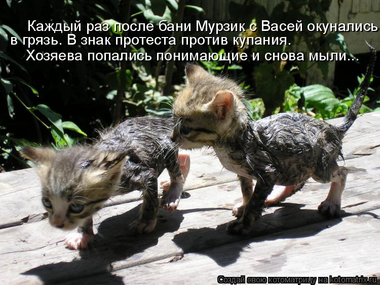 Котоматрица: Каждый раз после бани Мурзик с Васей окунались Хозяева попались понимающие и снова мыли... в грязь. В знак протеста против купания.