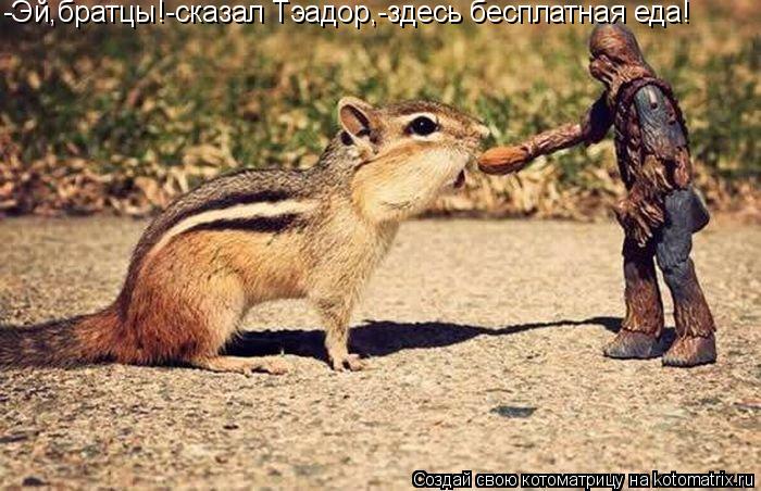 Котоматрица: -Эй,братцы!-сказал Тэадор,-здесь бесплатная еда!