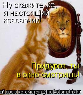 Котоматрица: Ну скажите же, Придурок, ты в окно смотришь! я настоящий красавчик!