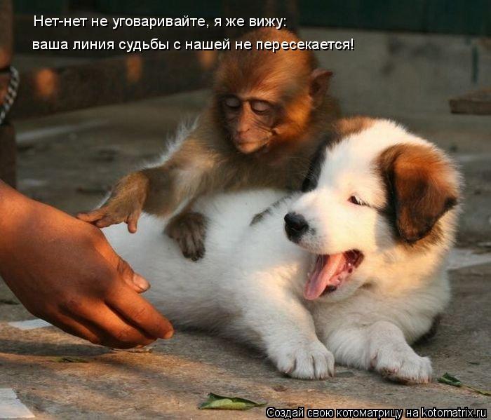 Котоматрица: Нет-нет не уговаривайте, я же вижу:  ваша линия судьбы с нашей не пересекается!