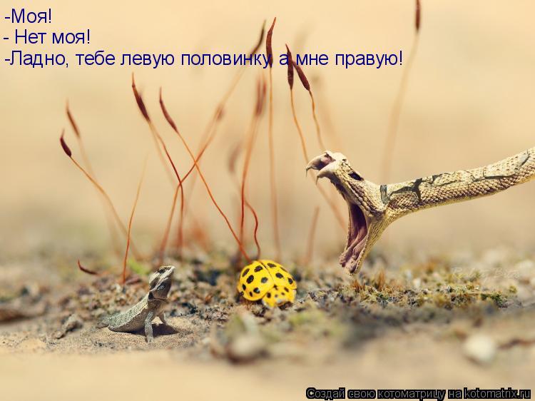 Котоматрица: _ -Моя! - Нет моя! -Ладно, тебе левую половинку, а мне правую!