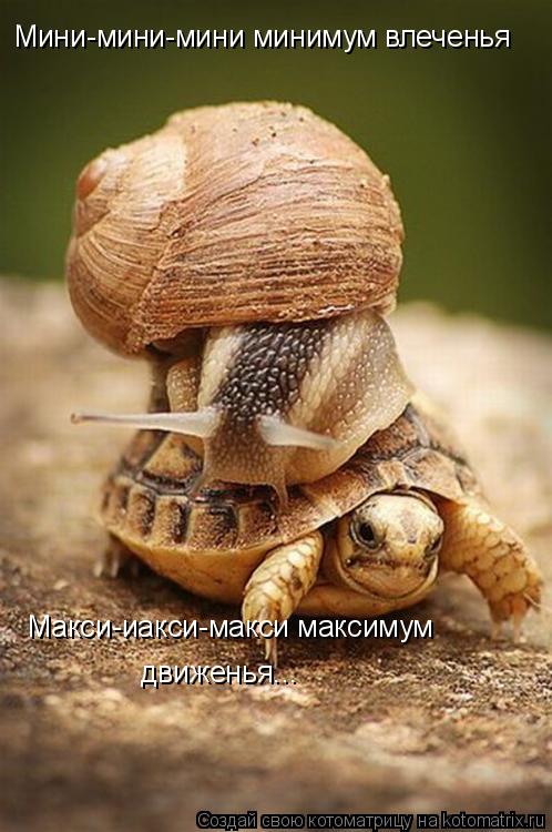 Котоматрица: Мини-мини-мини минимум влеченья Макси-иакси-макси максимум  движенья...
