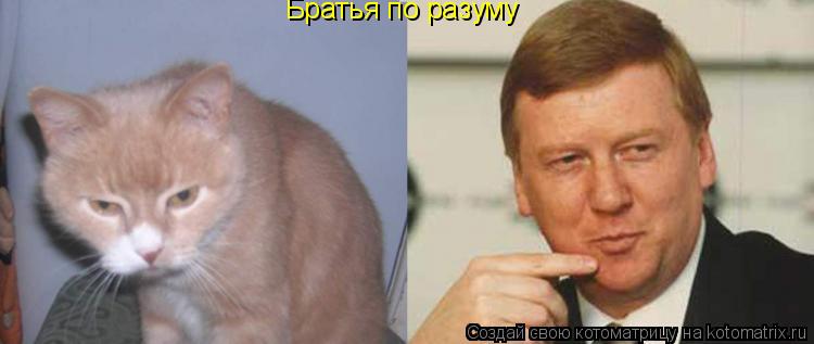 Котоматрица: Братья по разуму