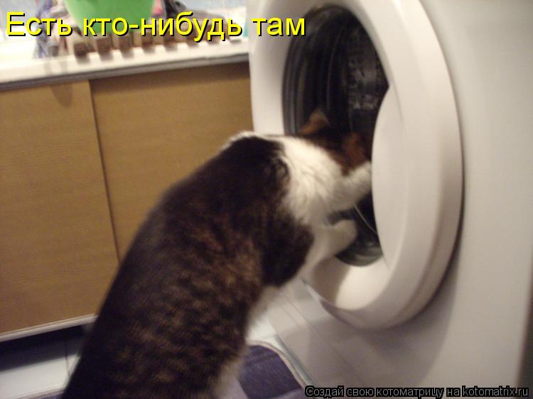 Котоматрица: Есть кто-нибудь там