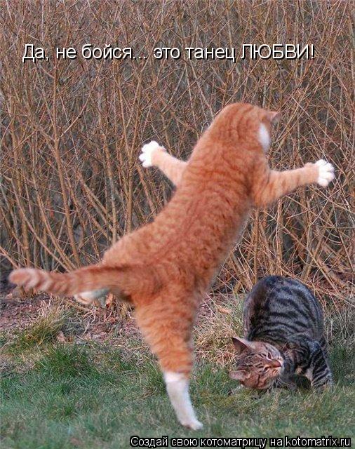 Котоматрица: Да, не бойся... это танец ЛЮБВИ!