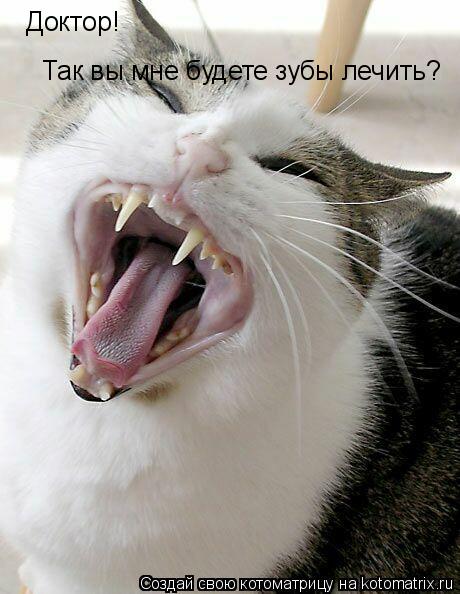 Котоматрица: Доктор! Так вы мне будете зубы лечить?