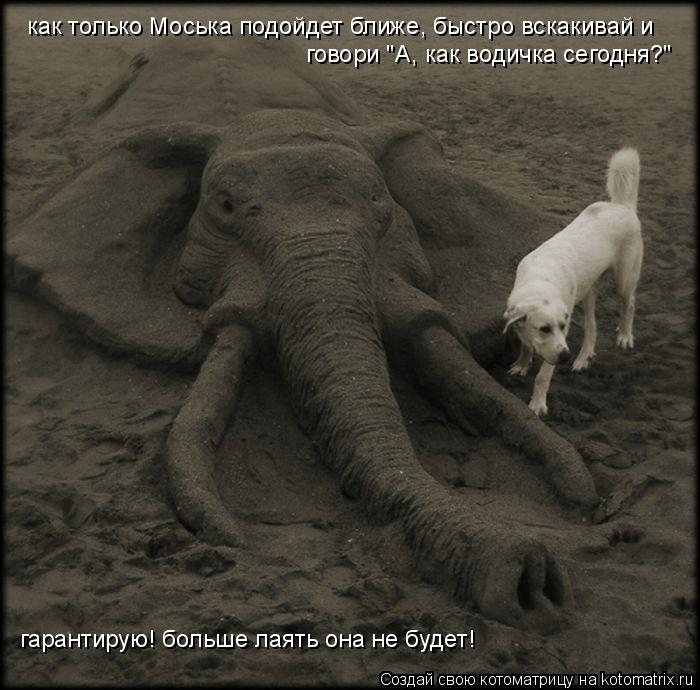 Котоматрица: как только Моська подойдет ближе, быстро вскакивай и  говори "А, как водичка сегодня?" гарантирую! больше лаять она не будет!