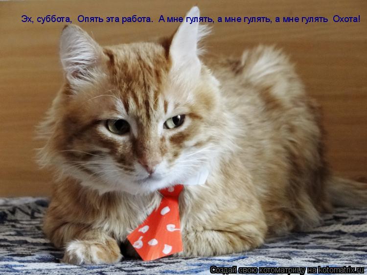 Котоматрица: Эх, суббота,  Опять эта работа.  А мне гулять, а мне гулять, а мне гулять  Охота!