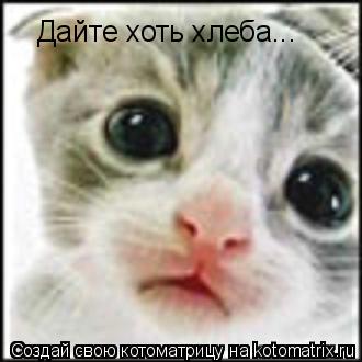 Котоматрица: Дайте хоть хлеба...