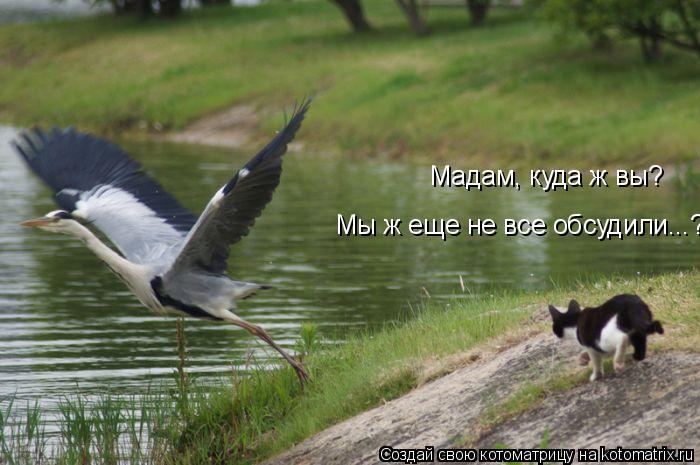Котоматрица: Мадам, куда ж вы?  Мы ж еще не все обсудили...?