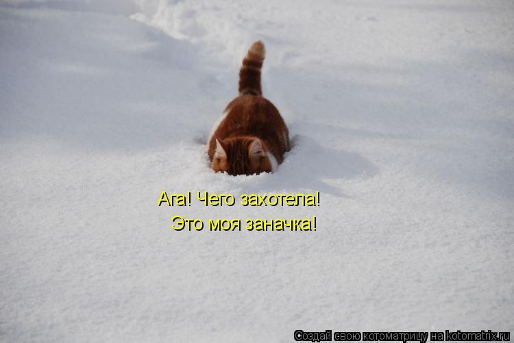 Котоматрица: Ага! Чего захотела! Это моя заначка!