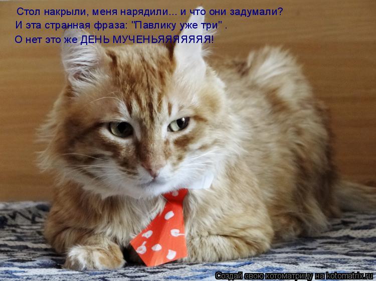 Котоматрица: Стол накрыли, меня нарядили... и что они задумали? И эта странная фраза: "Павлику уже три" .  О нет это же ДЕНЬ МУЧЕНЬЯЯЯЯЯЯЯ!