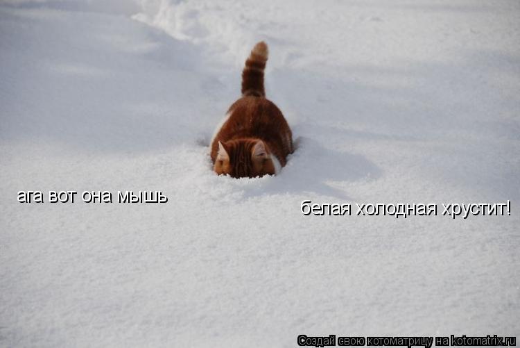 Котоматрица: ага вот она мышь белая холодная хрустит!
