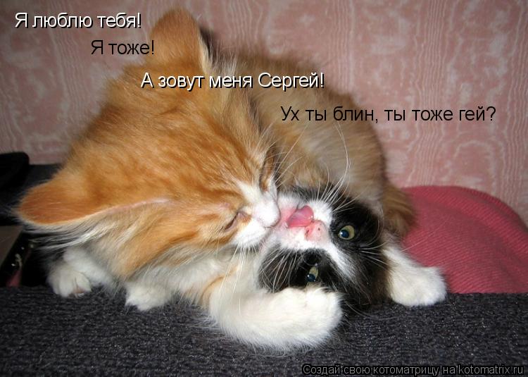 Котоматрица: Я люблю тебя! Я тоже! А зовут меня Сергей! Ух ты блин, ты тоже гей?