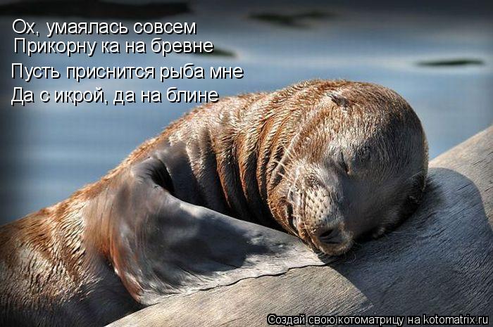 Котоматрица: Ох, умаялась совсем Прикорну ка на бревне Пусть приснится рыба мне Да с икрой, да на блине