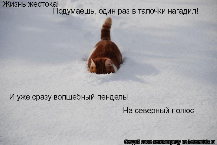 Котоматрица: Жизнь жестока! Подумаешь, один раз в тапочки нагадил! И уже сразу волшебный пендель! На северный полюс!