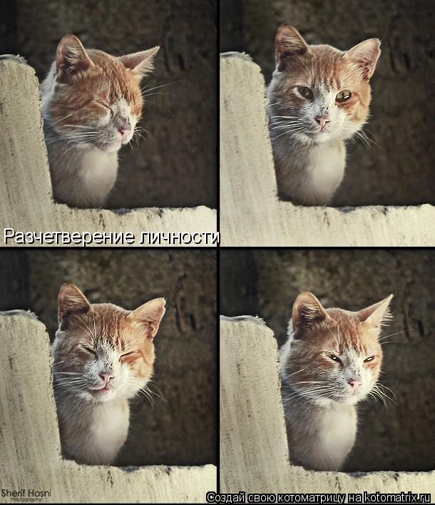 Котоматрица: Разчетверение личности
