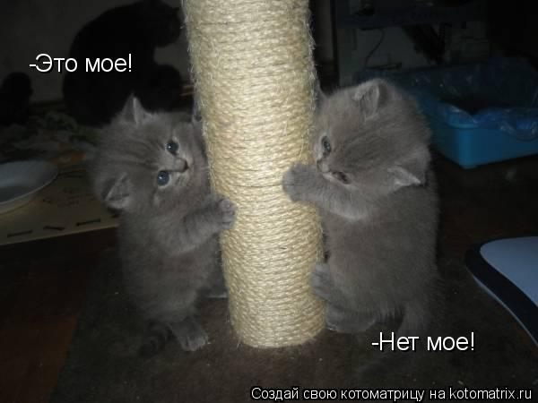 Котоматрица: -Это мое! -Нет мое!