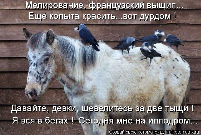 Мелирование, французский выщип... Ещё копыта красить...вот дурдом ! Давайте, девки, шевелитесь за две... Котоматрица: Мелирование, французский выщип... Ещё копыта красить...вот дурдом ! Давайте, девки, шевелитесь за две тыщи ! Я вся в бегах ! Сегодня мне на иппо
