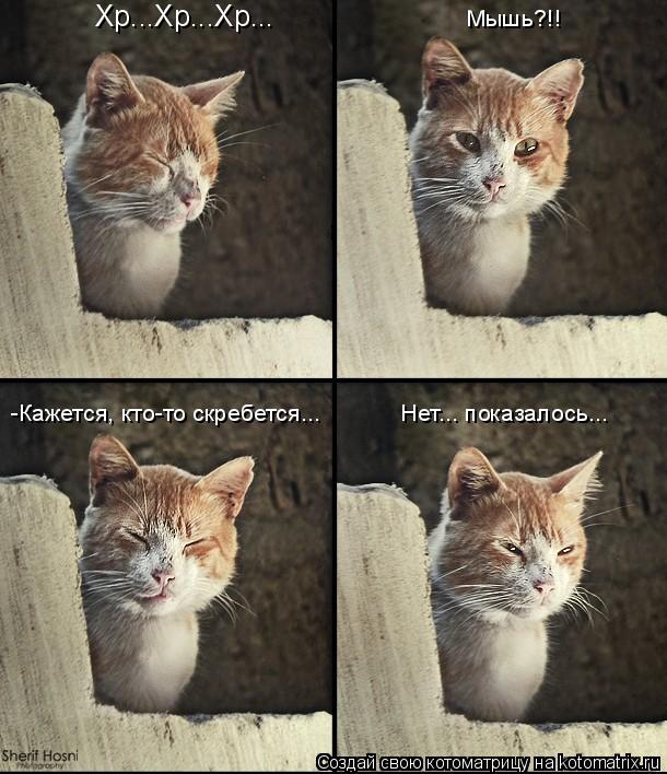 Котоматрица: Хр...Хр...Хр... -Кажется, кто-то скребется... Мышь?!! Нет... показалось...