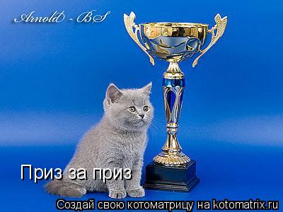 Котоматрица: Приз за приз