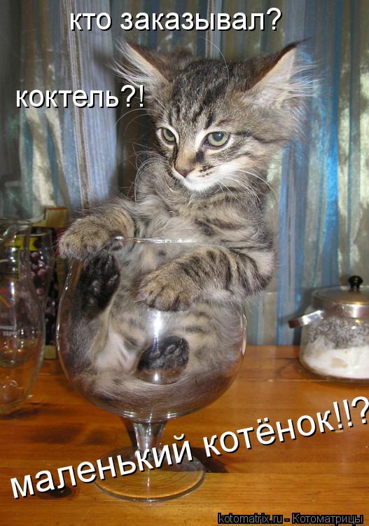 Котоматрица: кто заказывал? коктель?! маленький котёнок!!?