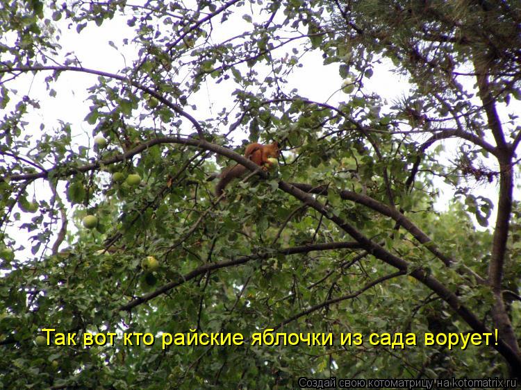 Котоматрица: Так вот кто райские яблочки из сада ворует!