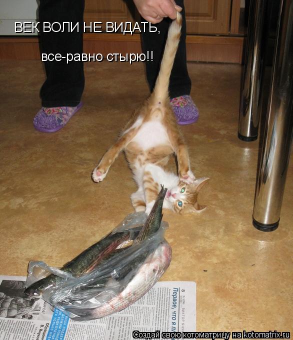 Котоматрица: ВЕК ВОЛИ НЕ ВИДАТЬ, все-равно стырю!!
