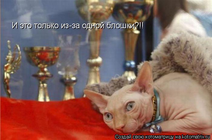 Котоматрица: И это только из-за одной блошки?!!