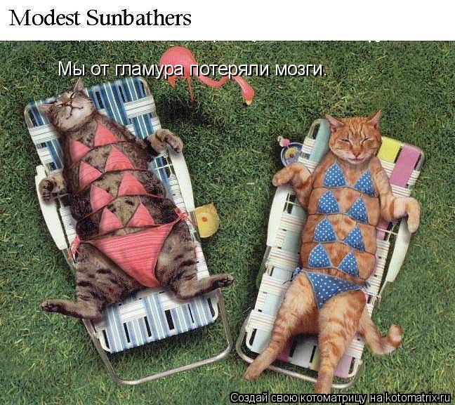 Котоматрица: Мы от гламура потеряли мозги.