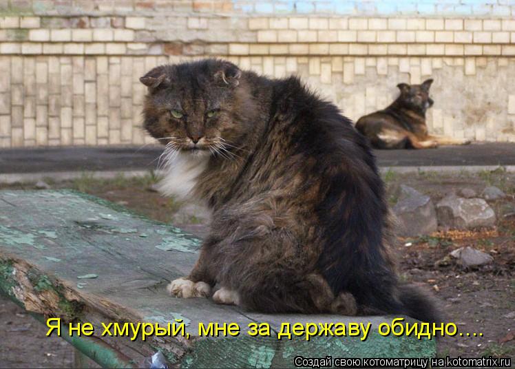Котоматрица: Я не хмурый, мне за державу обидно....