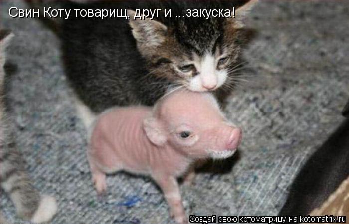 Котоматрица: Свин Коту товарищ, друг и ...закуска!