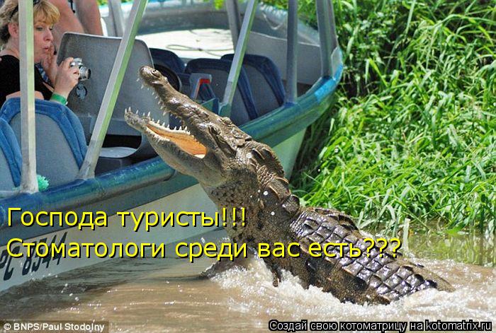 Котоматрица: Господа туристы!!! Стоматологи среди вас есть???