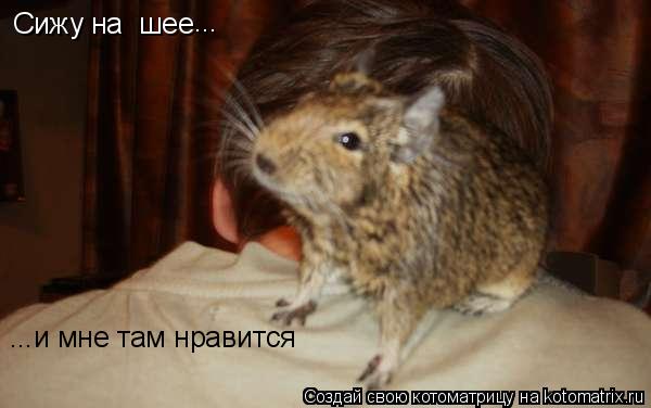 Котоматрица: Сижу на  шее ... ...и мне там нравится