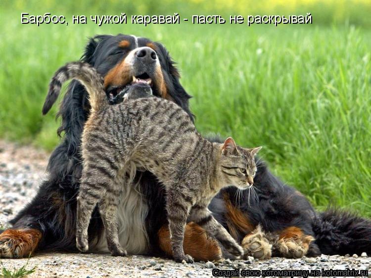 Котоматрица: Барбос, на чужой каравай - пасть не раскрывай
