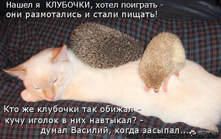 Котоматрица: Нашел я  КЛУБОЧКИ, хотел поиграть - они размотались и стали пищать! Кто же клубочки так обижал - кучу иголок в них навтыкал? - думал Василий, ко