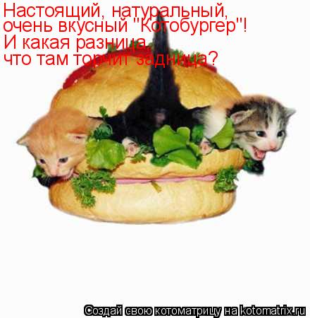 Котоматрица: Настоящий, натуральный, очень вкусный "Котобургер"! И какая разница, что там торчит задница?